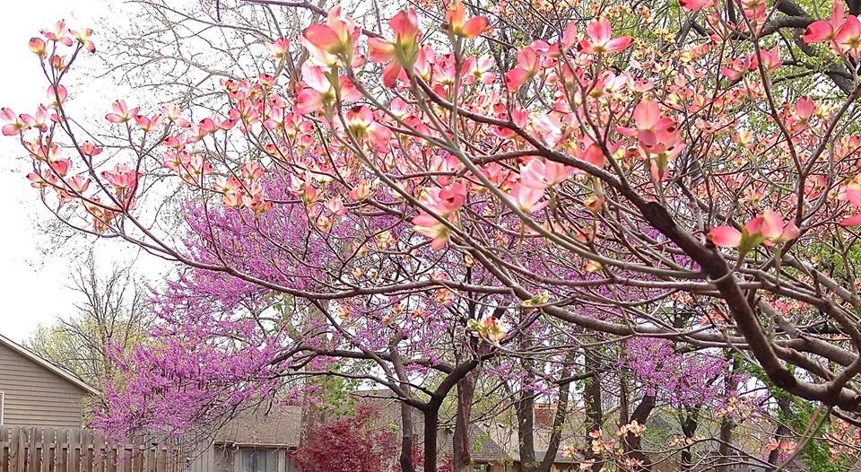 Blog - Spring Flowers Flowering Trees