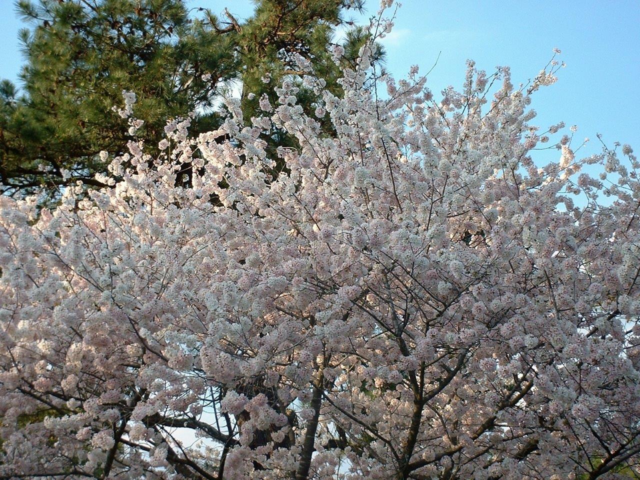 Blog - Spring Trees #11