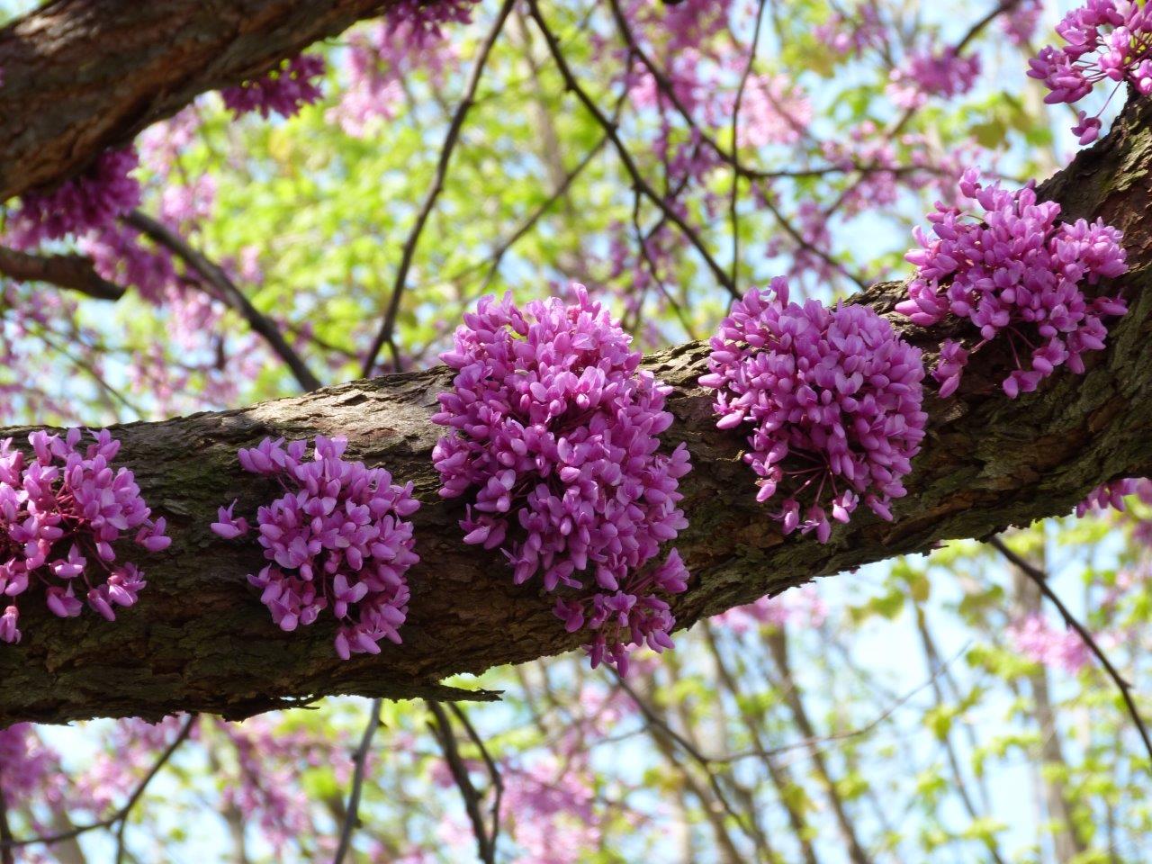 Blog - Spring Trees #15