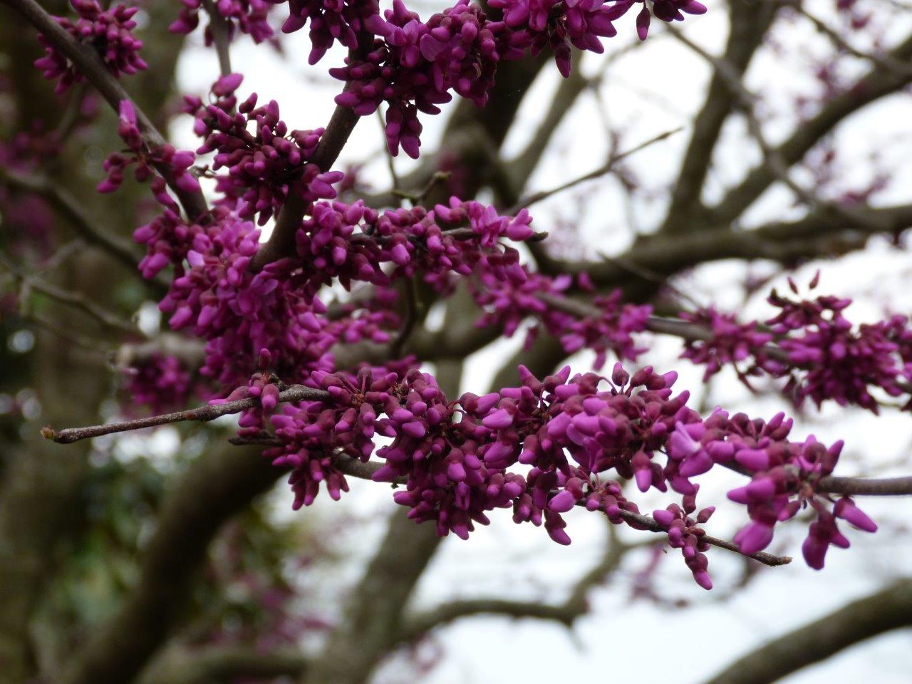 Blog - Spring Trees #2