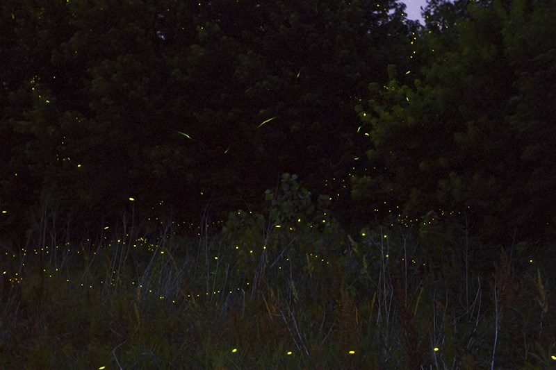 Blog - Fireflies or Lightning Bugs