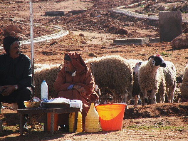 Blog - Sheep for sale - Morocco