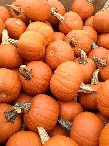 Fall Pumpkins by Carol Davis
