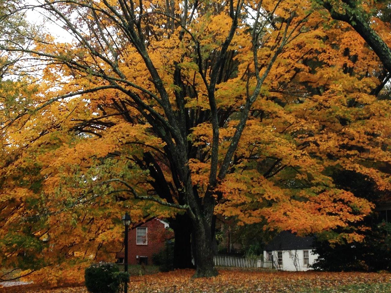 2015 October - Blog, Fall, Trees, Sadie 048