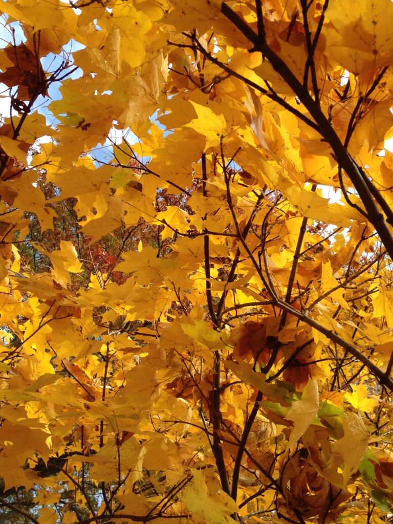 2015 October - Blog, Fall, Trees, Sadie 059