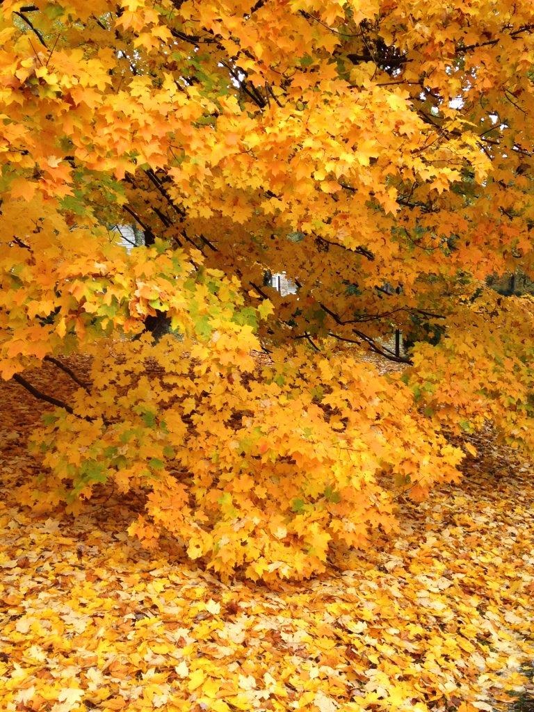 2015 October - Blog, Fall, Trees, Sadie 064