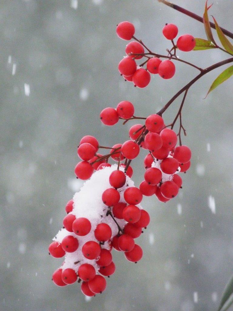 Blog - Birthday Week - Snow - Berries