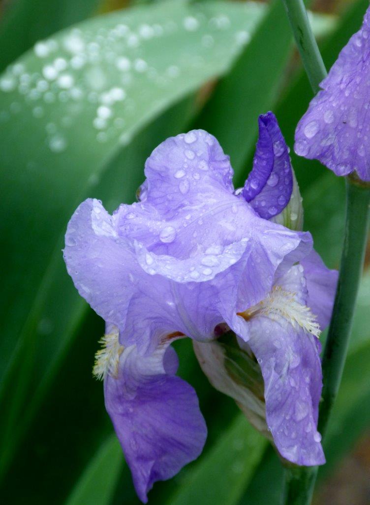 2016 April - Spring flowers, Rainy morning, Irises, Garden, Blog 021