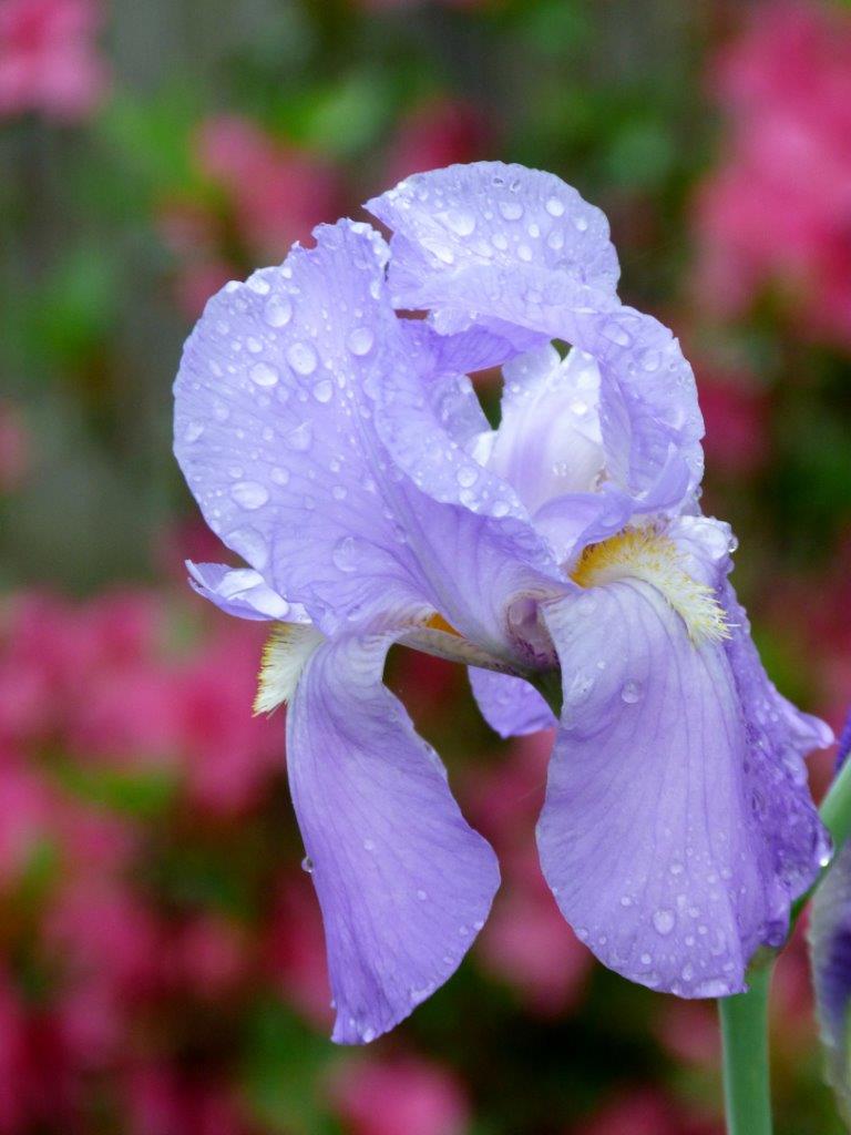 2016 April - Spring flowers, Rainy morning, Irises, Garden, Blog 026